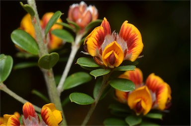 APII jpeg image of Pultenaea stricta  © contact APII