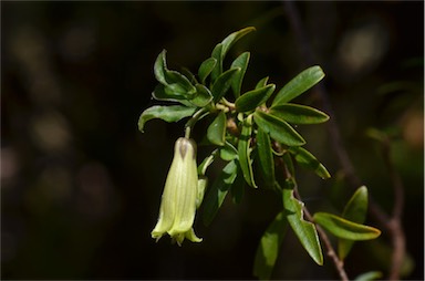 APII jpeg image of Billardiera longiflora  © contact APII