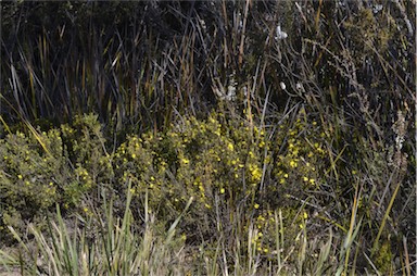 APII jpeg image of Hibbertia riparia  © contact APII