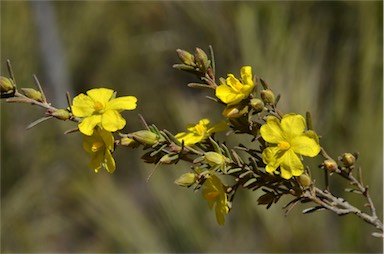 APII jpeg image of Hibbertia riparia  © contact APII