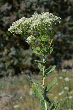 APII jpeg image of Lepidium draba subsp. draba  © contact APII