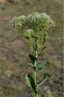 APII jpeg image of Lepidium draba subsp. draba  © contact APII