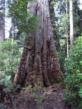 APII jpeg image of Eucalyptus obliqua  © contact APII