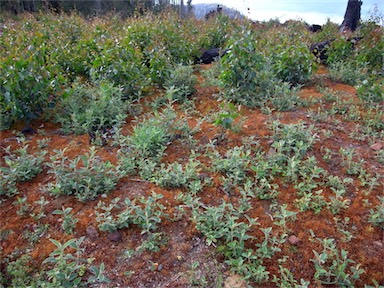 APII jpeg image of Eucalyptus regnans  © contact APII