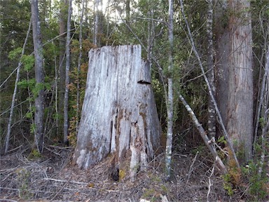 APII jpeg image of Eucalyptus regnans  © contact APII