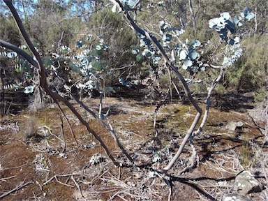 APII jpeg image of Eucalyptus perriniana  © contact APII