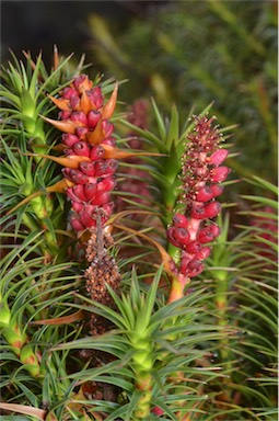 APII jpeg image of Richea scoparia  © contact APII