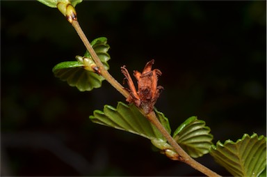 APII jpeg image of Nothofagus gunnii  © contact APII