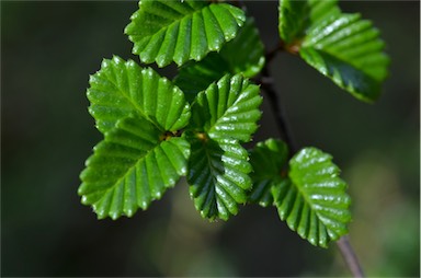 APII jpeg image of Nothofagus gunnii  © contact APII