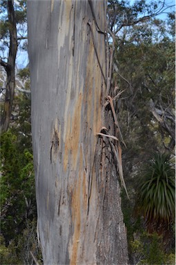 APII jpeg image of Eucalyptus coccifera  © contact APII