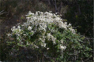 APII jpeg image of Clematis aristata  © contact APII