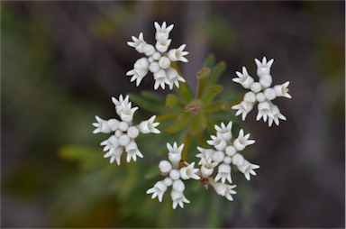 APII jpeg image of Conospermum hookeri  © contact APII