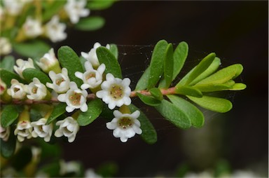 APII jpeg image of Thryptomene micrantha  © contact APII