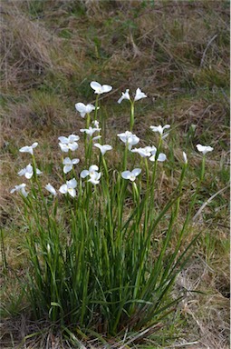 APII jpeg image of Diplarrena moraea  © contact APII