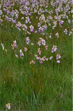 APII jpeg image of Ixia maculata  © contact APII