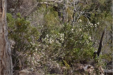 APII jpeg image of Westringia angustifolia  © contact APII