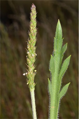 APII jpeg image of Plantago coronopus subsp. coronopus  © contact APII