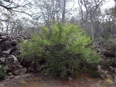 APII jpeg image of Nothofagus gunnii  © contact APII