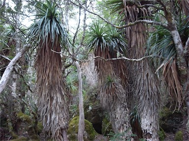 APII jpeg image of Richea pandanifolia  © contact APII