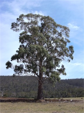 APII jpeg image of Eucalyptus viminalis  © contact APII