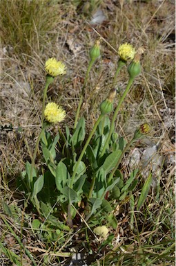 APII jpeg image of Urospermum dalechampii  © contact APII