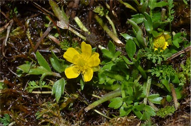 APII jpeg image of Ranunculus nanus  © contact APII