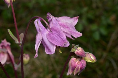 APII jpeg image of Aquilegia vulgaris  © contact APII