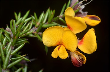 APII jpeg image of Pultenaea juniperina  © contact APII