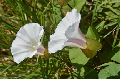 APII jpeg image of Calystegia silvatica  © contact APII