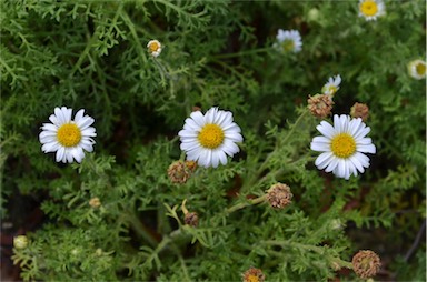 APII jpeg image of Brachyscome diversifolia var. maritima  © contact APII