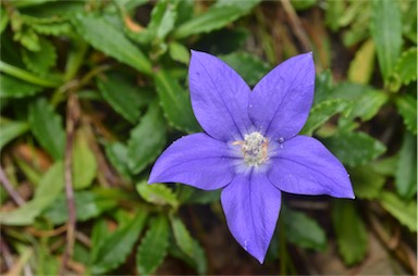 APII jpeg image of Wahlenbergia gloriosa  © contact APII