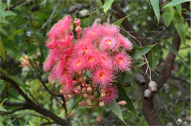 APII jpeg image of Corymbia 'Summer Beauty'  © contact APII