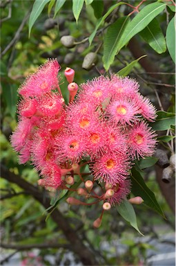 APII jpeg image of Corymbia 'Summer Beauty'  © contact APII