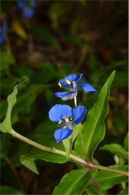 APII jpeg image of Commelina cyanea  © contact APII