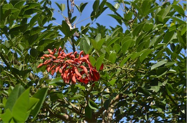 APII jpeg image of Erythrina crista-galli  © contact APII