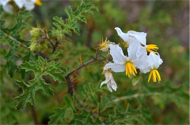 APII jpeg image of Solanum sisymbriifolium  © contact APII