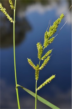 APII jpeg image of Echinochloa crus-galli  © contact APII