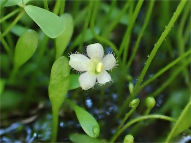 APII jpeg image of Glossostigma elatinoides  © contact APII