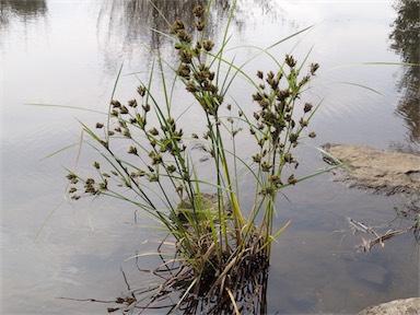 APII jpeg image of Cyperus exaltatus  © contact APII