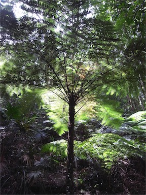 APII jpeg image of Cyathea robertsiana  © contact APII