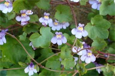 APII jpeg image of Cymbalaria muralis  © contact APII