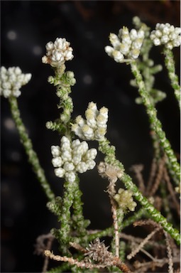 APII jpeg image of Ozothamnus lepidophyllus  © contact APII