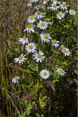 APII jpeg image of Symphyotrichum novi-belgii  © contact APII