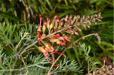 APII jpeg image of Grevillea 'Soopa Doopa'  © contact APII