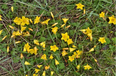 APII jpeg image of Oxalis perdicaria  © contact APII