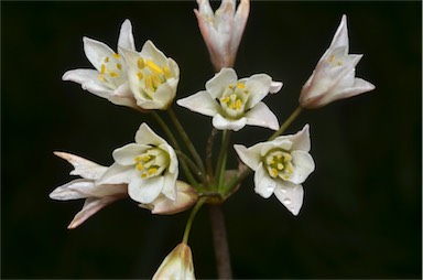 APII jpeg image of Nothoscordum borbonicum  © contact APII