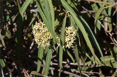 APII jpeg image of Parsonsia eucalyptophylla  © contact APII