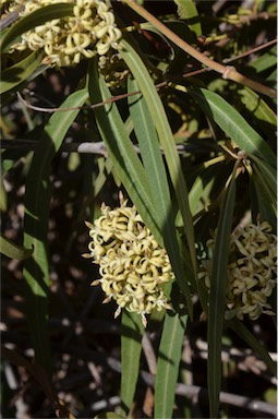 APII jpeg image of Parsonsia eucalyptophylla  © contact APII