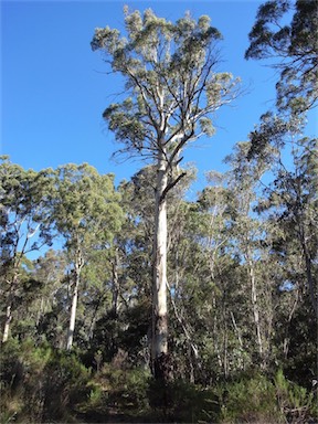 APII jpeg image of Eucalyptus dalrympleana  © contact APII