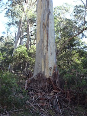 APII jpeg image of Eucalyptus dalrympleana  © contact APII